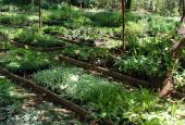 Horiticulture and Nursery