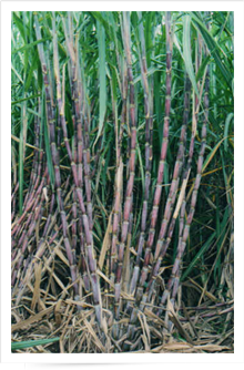 sugarcane